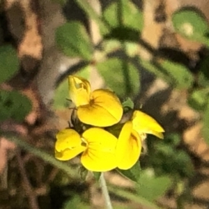 Lotus corniculatus at Geehi, NSW - 26 Dec 2019 11:23 AM