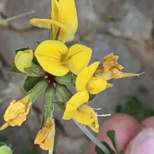 Lotus corniculatus at Geehi, NSW - 26 Dec 2019 11:23 AM