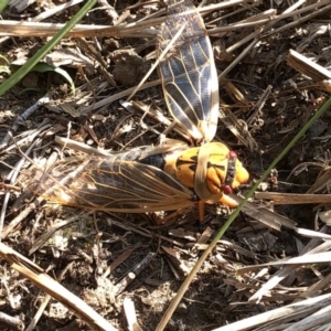 Cyclochila australasiae at Geehi, NSW - 26 Dec 2019 03:35 PM