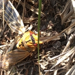 Cyclochila australasiae at Geehi, NSW - 26 Dec 2019 03:35 PM