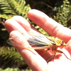 Cyclochila australasiae at Geehi, NSW - 26 Dec 2019 03:35 PM