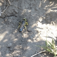 Bembix sp. (genus) (Unidentified Bembix sand wasp) at Geehi, NSW - 26 Dec 2019 by Jubeyjubes