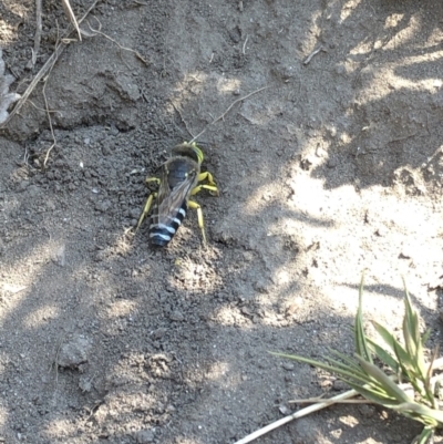 Bembix sp. (genus) (Unidentified Bembix sand wasp) at Kosciuszko National Park - 26 Dec 2019 by Jubeyjubes