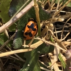 Coccinella transversalis (Transverse Ladybird) at Kosciuszko National Park - 26 Dec 2019 by Jubeyjubes