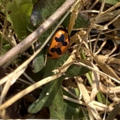 Coccinella transversalis at Geehi, NSW - 26 Dec 2019