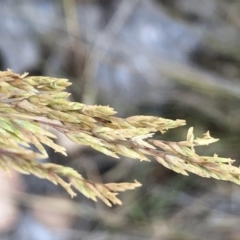 Hookerochloa hookeriana (Hooker's Fescue) at Geehi, NSW - 26 Dec 2019 by Jubeyjubes