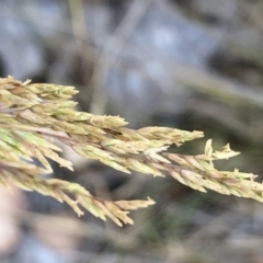 Unidentified Grass (TBC) at Geehi, NSW - 26 Dec 2019 by Jubeyjubes