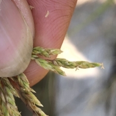 Hookerochloa hookeriana at Geehi, NSW - 26 Dec 2019 03:06 PM