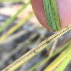 Hookerochloa hookeriana at Geehi, NSW - 26 Dec 2019