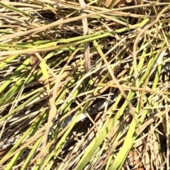 Hookerochloa hookeriana at Geehi, NSW - 26 Dec 2019