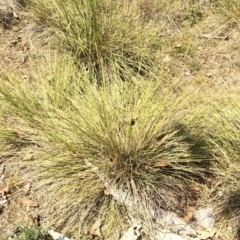 Hookerochloa hookeriana at Geehi, NSW - 26 Dec 2019