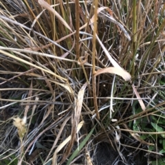 Anthoxanthum odoratum (Sweet Vernal Grass) at Geehi, NSW - 26 Dec 2019 by Jubeyjubes