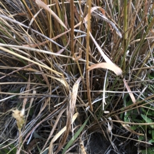 Anthoxanthum odoratum at Geehi, NSW - 26 Dec 2019
