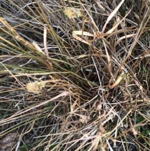 Anthoxanthum odoratum at Geehi, NSW - 26 Dec 2019