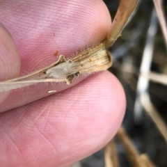 Anthoxanthum odoratum at Geehi, NSW - 26 Dec 2019