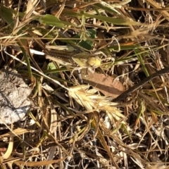 Gastrimargus musicus (Yellow-winged Locust or Grasshopper) at Kosciuszko National Park - 26 Dec 2019 by Jubeyjubes