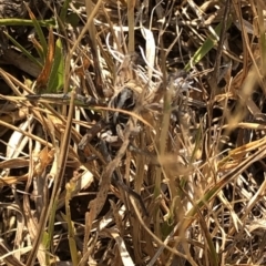Tasmanicosa sp. (genus) (Unidentified Tasmanicosa wolf spider) at Geehi, NSW - 26 Dec 2019 by Jubeyjubes