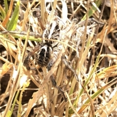 Tasmanicosa sp. (genus) at Geehi, NSW - 26 Dec 2019 03:57 PM