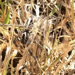 Tasmanicosa sp. (genus) at Geehi, NSW - 26 Dec 2019 03:57 PM