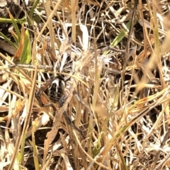 Tasmanicosa sp. (genus) at Geehi, NSW - 26 Dec 2019 03:57 PM