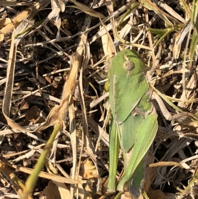 Gastrimargus musicus (Yellow-winged Locust or Grasshopper) at Kosciuszko National Park - 26 Dec 2019 by Jubeyjubes