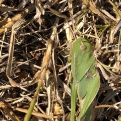 Gastrimargus musicus at Geehi, NSW - 26 Dec 2019 03:57 PM