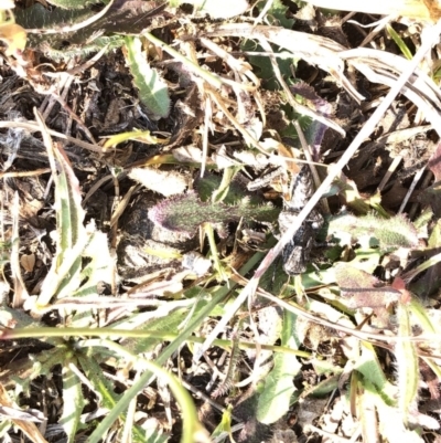 Oedaleus australis (Australian Oedaleus) at Kosciuszko National Park - 26 Dec 2019 by Jubeyjubes