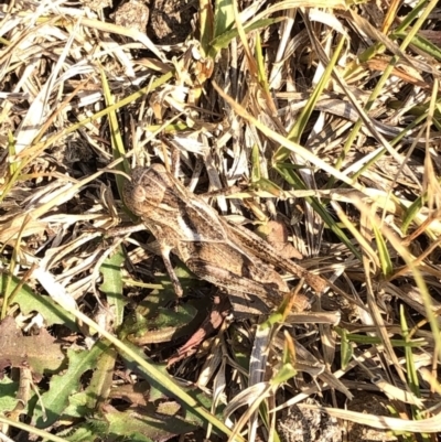 Gastrimargus musicus (Yellow-winged Locust or Grasshopper) at Kosciuszko National Park - 26 Dec 2019 by Jubeyjubes