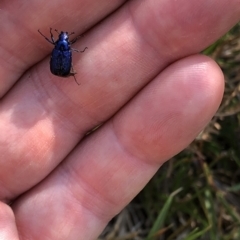 Diphucephala sp. (genus) (Green Scarab Beetle) at Geehi, NSW - 26 Dec 2019 by Jubeyjubes