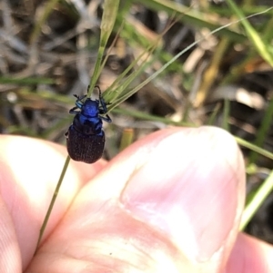 Diphucephala sp. (genus) at Geehi, NSW - 26 Dec 2019