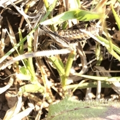 Acrididae sp. (family) (Unidentified Grasshopper) at Kosciuszko National Park - 26 Dec 2019 by Jubeyjubes