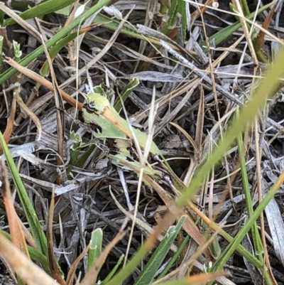 Gastrimargus musicus (Yellow-winged Locust or Grasshopper) at Kosciuszko National Park - 26 Dec 2019 by Jubeyjubes