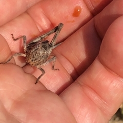 Acrididae sp. (family) (Unidentified Grasshopper) at Kosciuszko National Park - 26 Dec 2019 by Jubeyjubes