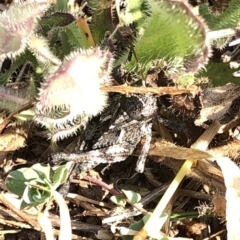 Acrididae sp. (family) (Unidentified Grasshopper) at Kosciuszko National Park - 26 Dec 2019 by Jubeyjubes