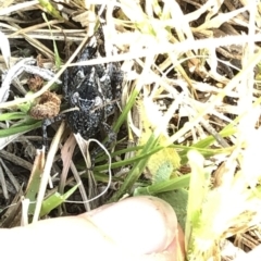 Acrididae sp. (family) at Geehi, NSW - 26 Dec 2019 04:08 PM