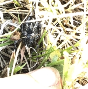 Acrididae sp. (family) at Geehi, NSW - 26 Dec 2019 04:08 PM