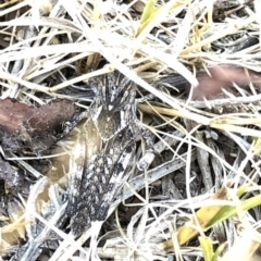 Acrididae sp. (family) at Geehi, NSW - 26 Dec 2019 04:08 PM