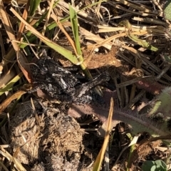 Acrididae sp. (family) at Geehi, NSW - 26 Dec 2019 04:08 PM