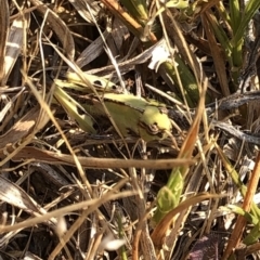 Gastrimargus musicus (Yellow-winged Locust or Grasshopper) at Kosciuszko National Park - 26 Dec 2019 by Jubeyjubes