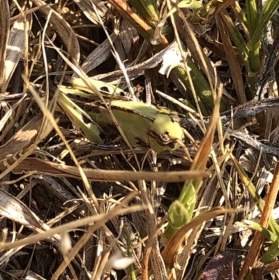 Gastrimargus musicus (Yellow-winged Locust or Grasshopper) at Kosciuszko National Park - 26 Dec 2019 by Jubeyjubes