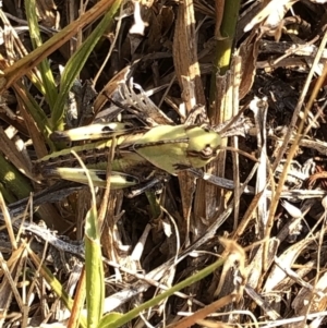 Gastrimargus musicus at Geehi, NSW - 26 Dec 2019 04:11 PM