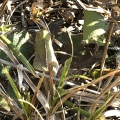 Gastrimargus musicus at Geehi, NSW - 26 Dec 2019 04:12 PM