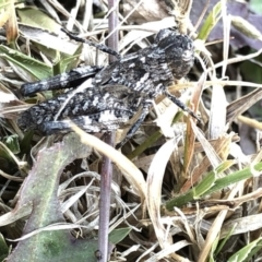 Acrididae sp. (family) (Unidentified Grasshopper) at Geehi, NSW - 26 Dec 2019 by Jubeyjubes