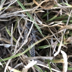 Acrididae sp. (family) at Geehi, NSW - 26 Dec 2019 04:17 PM