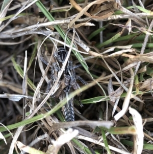 Acrididae sp. (family) at Geehi, NSW - 26 Dec 2019