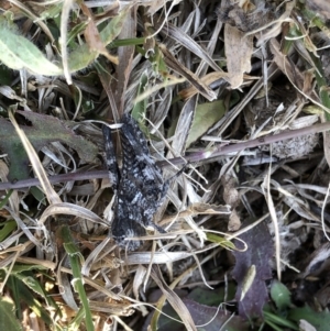 Acrididae sp. (family) at Geehi, NSW - 26 Dec 2019 04:17 PM