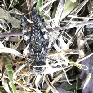 Acrididae sp. (family) at Geehi, NSW - 26 Dec 2019