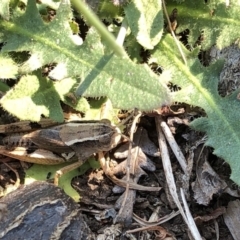 Phaulacridium vittatum (Wingless Grasshopper) at Kosciuszko National Park - 26 Dec 2019 by Jubeyjubes