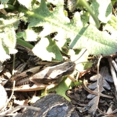 Phaulacridium vittatum at Geehi, NSW - 26 Dec 2019