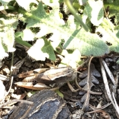 Phaulacridium vittatum at Geehi, NSW - 26 Dec 2019